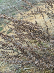 Artemisia marschalliana
