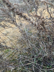 Artemisia marschalliana