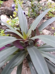 Tradescantia spathacea