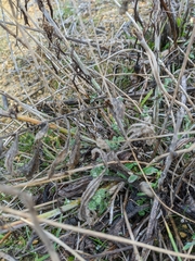Artemisia marschalliana