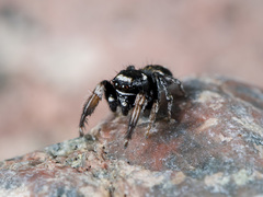 Pellenes geniculatus