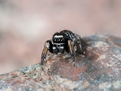 Pellenes geniculatus