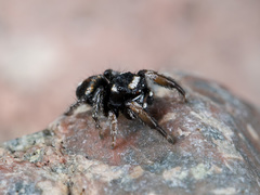 Pellenes geniculatus