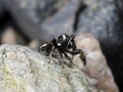 Pellenes geniculatus