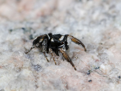 Pellenes geniculatus