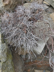 Atraphaxis replicata