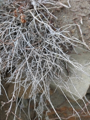 Atraphaxis replicata