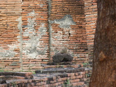 Callosciurus finlaysonii