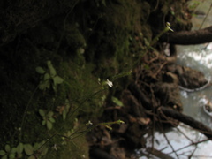 Stylidium tenerum