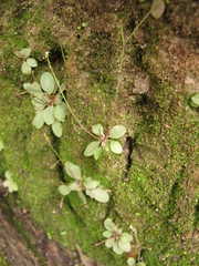 Stylidium tenerum