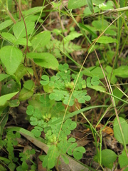 Biophytum umbraculum