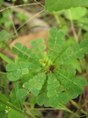 Biophytum umbraculum