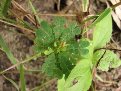 Biophytum umbraculum