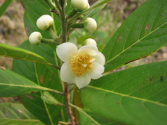 Rhodomyrtus macrocarpa