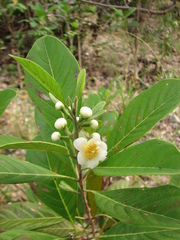 Rhodomyrtus macrocarpa