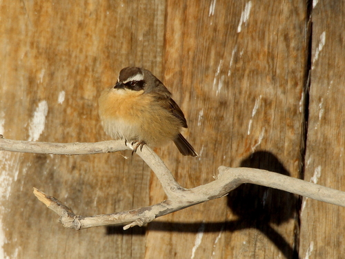 Brown Accentor (Prunella fulvescens), photo 1