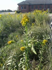 Solidago sempervirens