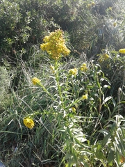 Solidago sempervirens