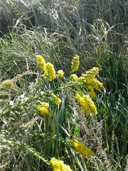 Solidago sempervirens