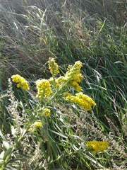 Solidago sempervirens