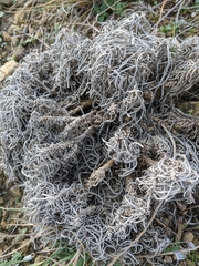 Jurinea stoechadifolia