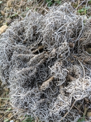 Jurinea stoechadifolia