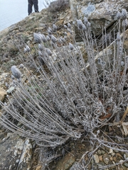 Jurinea stoechadifolia