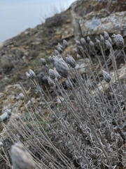 Jurinea stoechadifolia