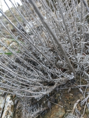 Jurinea stoechadifolia