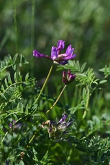Astragalus ceratoides