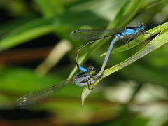 Ischnura heterosticta