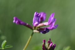 Astragalus ceratoides