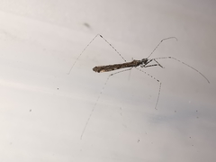 Empicoris rubromaculatus