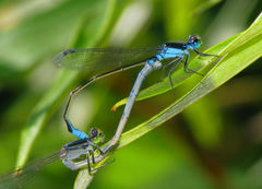 Ischnura heterosticta