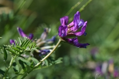 Astragalus ceratoides