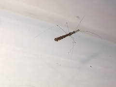 Empicoris rubromaculatus