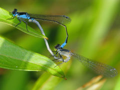 Ischnura heterosticta