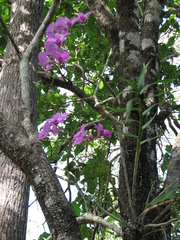 Dendrobium bigibbum