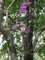 Dendrobium bigibbum