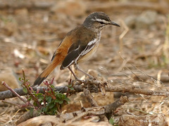 Cercotrichas leucophrys brunneiceps