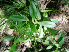 Veronica stricta macroura