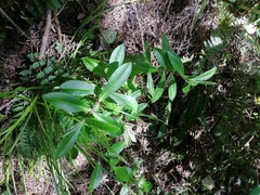 Veronica stricta macroura