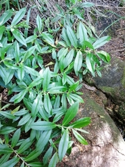 Veronica stricta macroura