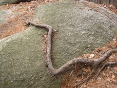 Pinus densiflora