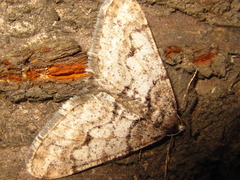 Agriopis dira