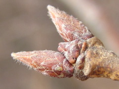Quercus serrata