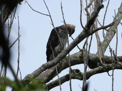 Nisaetus cirrhatus limnaeetus