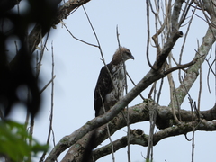 Nisaetus cirrhatus limnaeetus