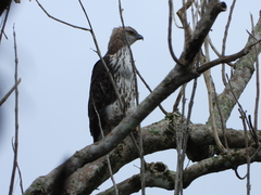 Nisaetus cirrhatus limnaeetus