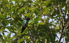 Chrysococcyx maculatus